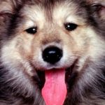 Лечение собак в Москве Ветеринарная помощь