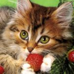 Стерилизация кошек Москва Ветеринарная помощь